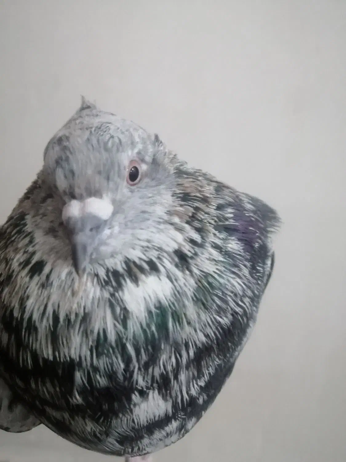 کبوتر|پرنده|رامهرمز, |دیوار