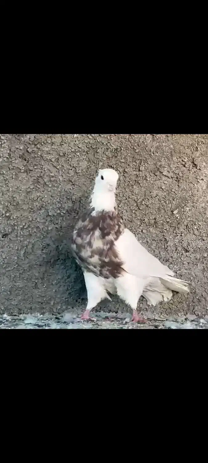 طوقی آجری|پرنده|برازجان, |دیوار