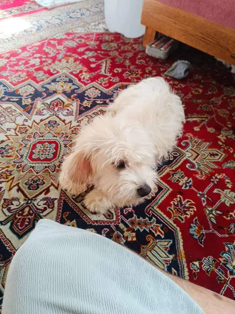 شیتزو|سگ|خاوران, |دیوار