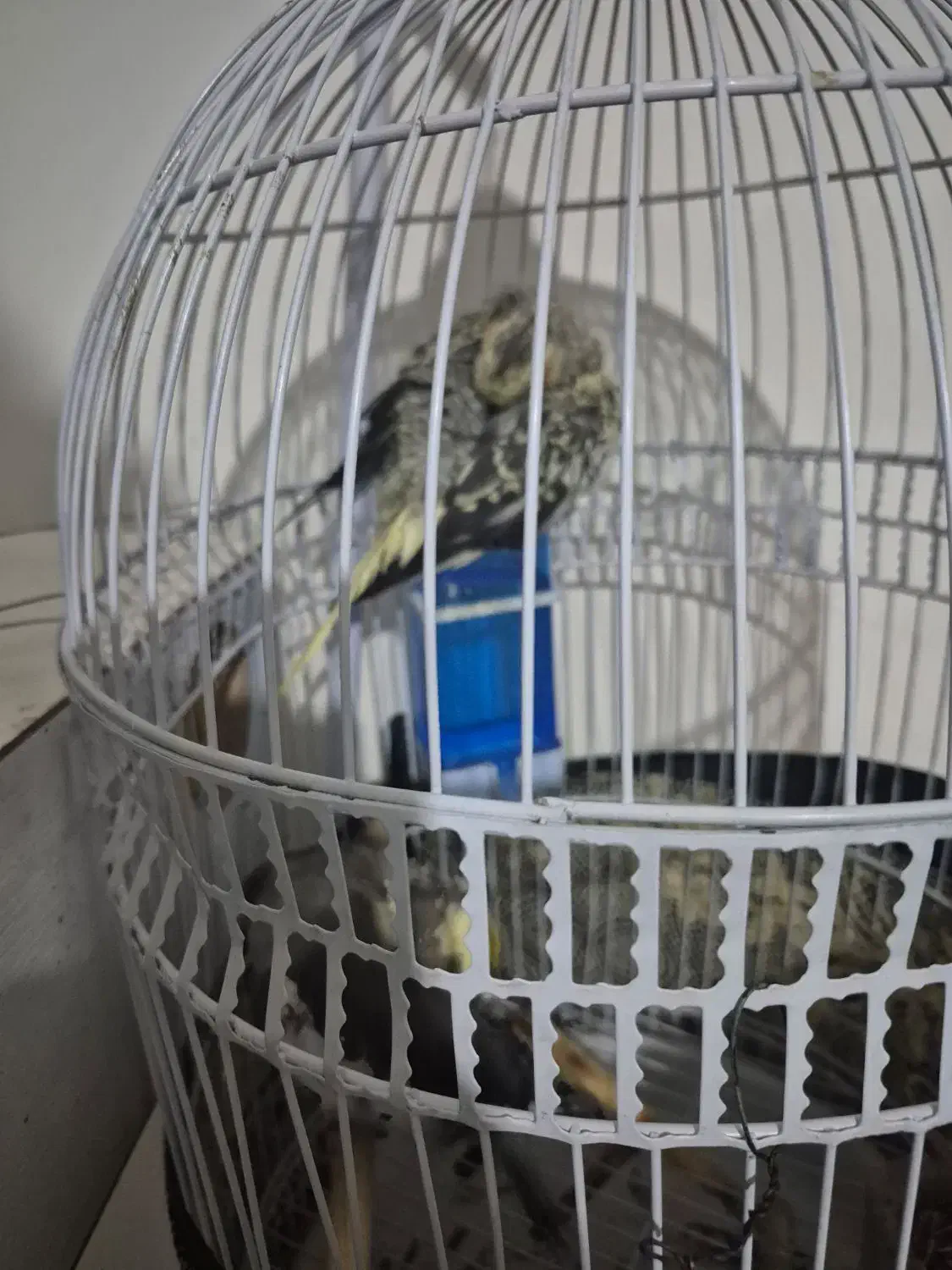 ۲ عدد عروس هلندی نر وماده اماده تخم گزاری|پرنده|مشهد, شهید فرامرز عباسی|دیوار