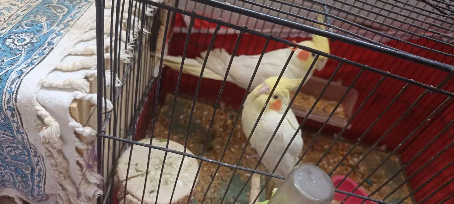 عروس هلندی با تخم|پرنده|شوشتر, |دیوار