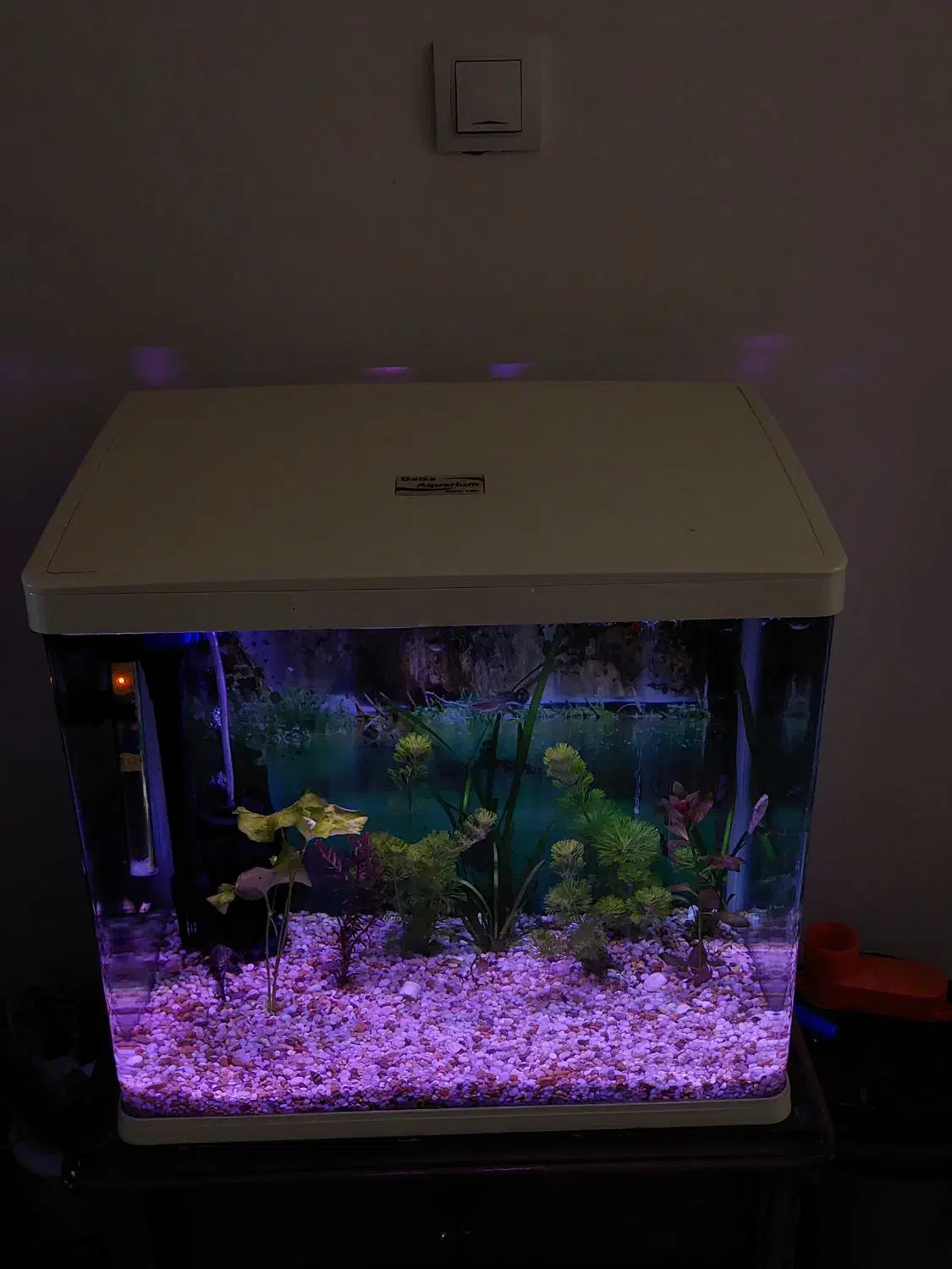 اکواریوم شرکتی و ماهی|ماهی|اهر, |دیوار