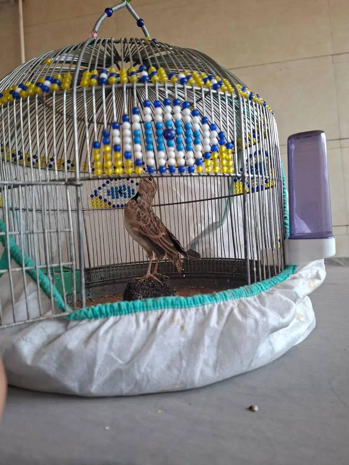 سهره قناری دستی|پرنده|کارون, |دیوار