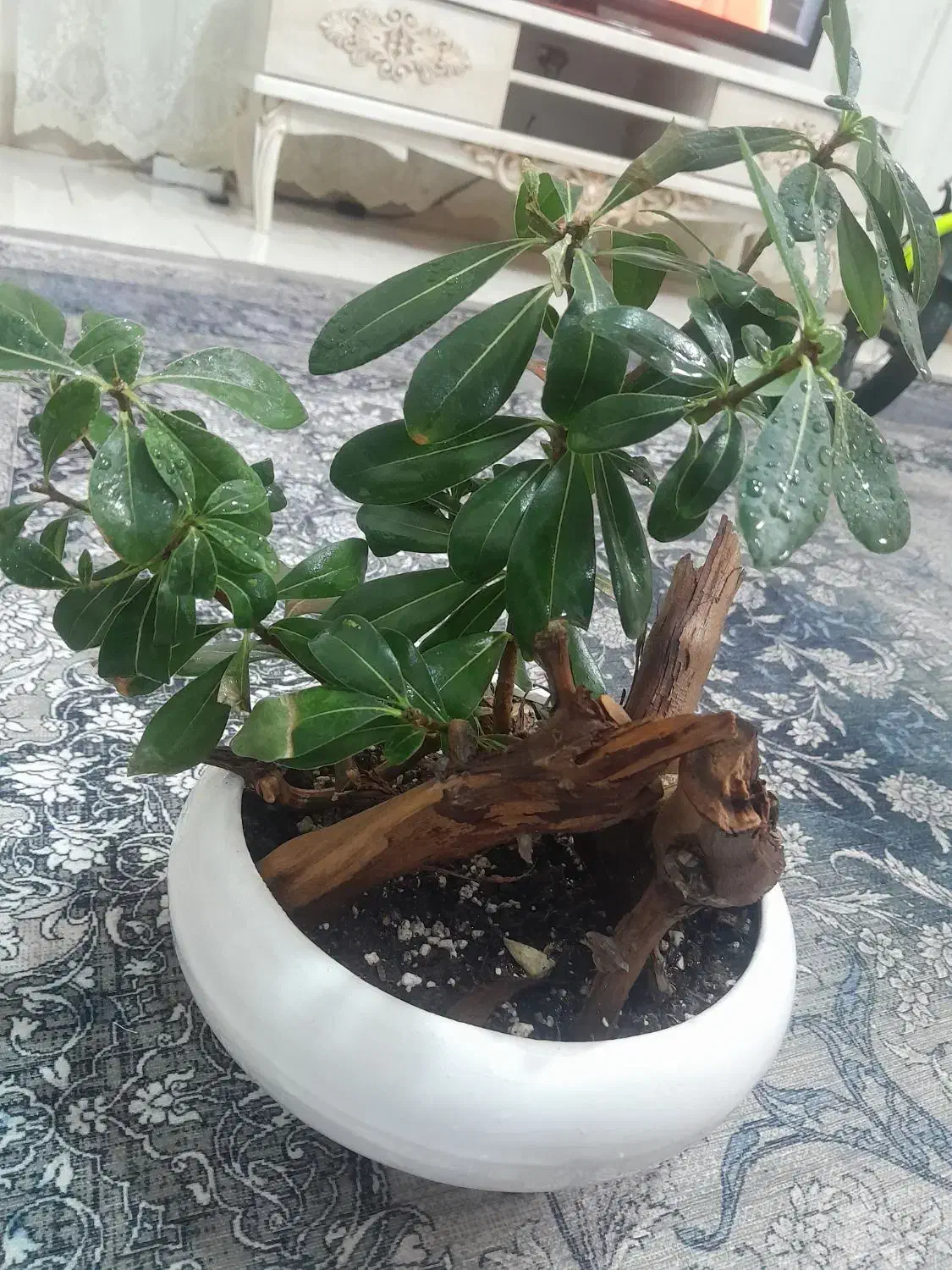 گل بنسای میخک|گل و گیاه طبیعی|مشهد, سپاد|دیوار