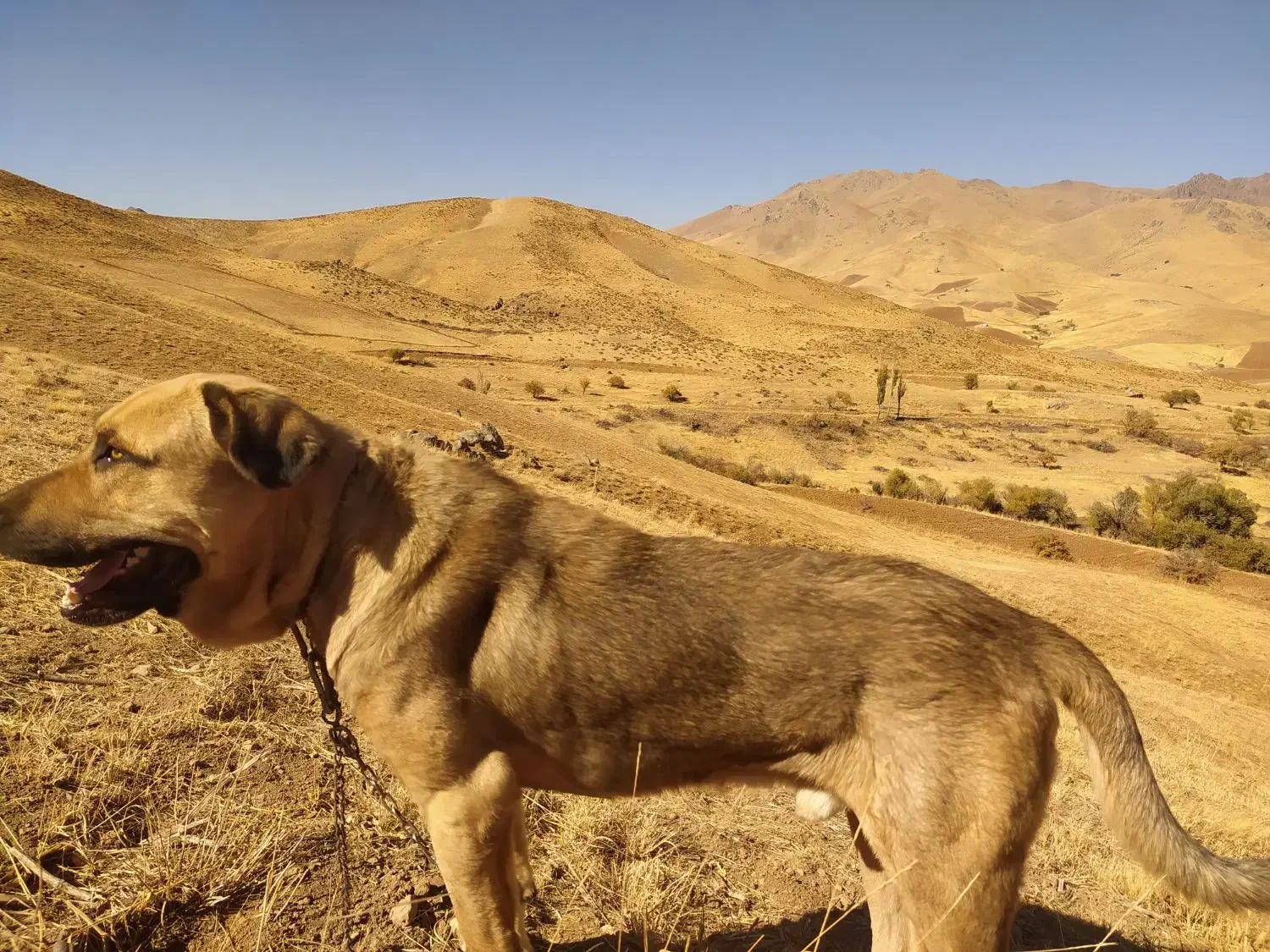 سگ .|حیوانات|حسین آباد, |دیوار