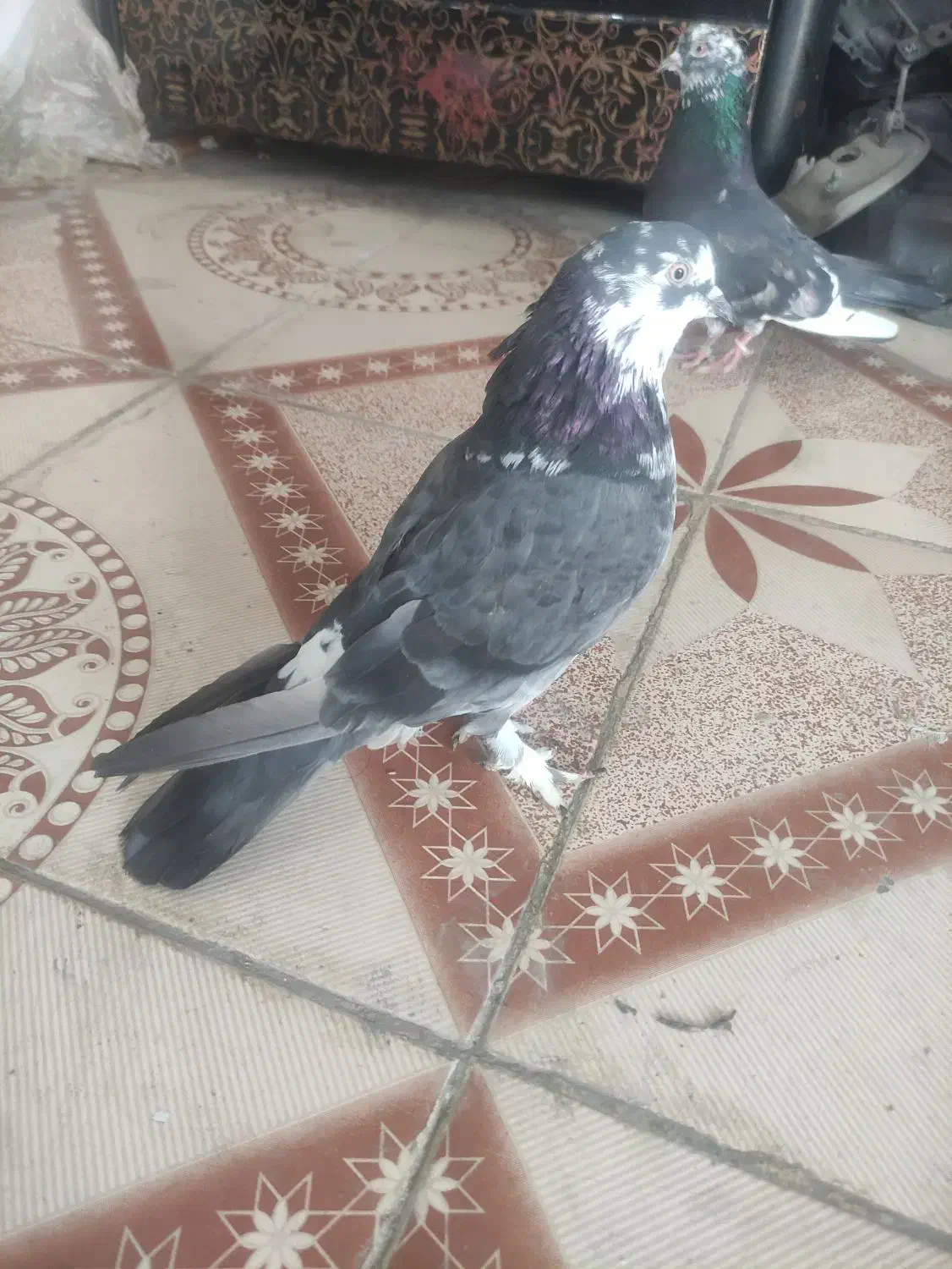 کبوتر پرشی به شرط|پرنده|چهارباغ, |دیوار