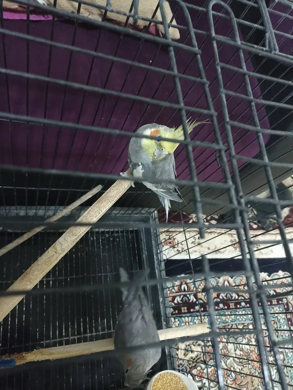 عروس هلندی با قفس|پرنده|تربتحیدریه, قاسم آباد|دیوار