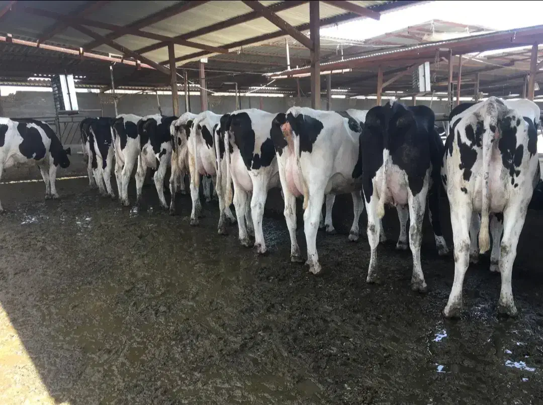 کارگر گاوداری|استخدام سرایداری و نظافت|شیروان (خراسان), |دیوار