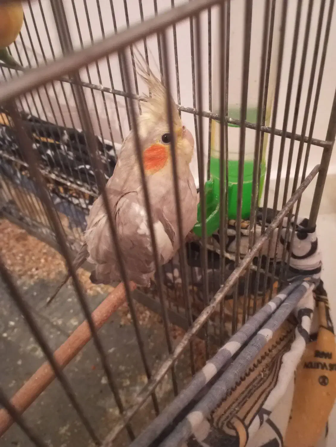 عروس هلندی|پرنده|محمدشهر, شهرک پیام (مهرالبرز)|دیوار