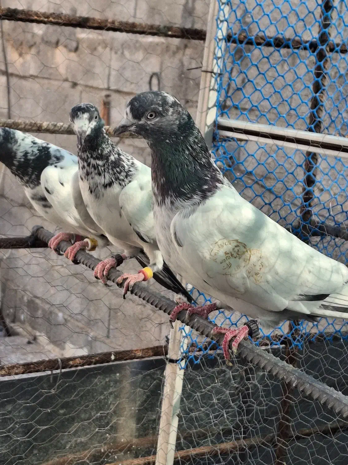 کفتر پاکستانی. تیدی|پرنده|فیروزآباد (فارس), |دیوار