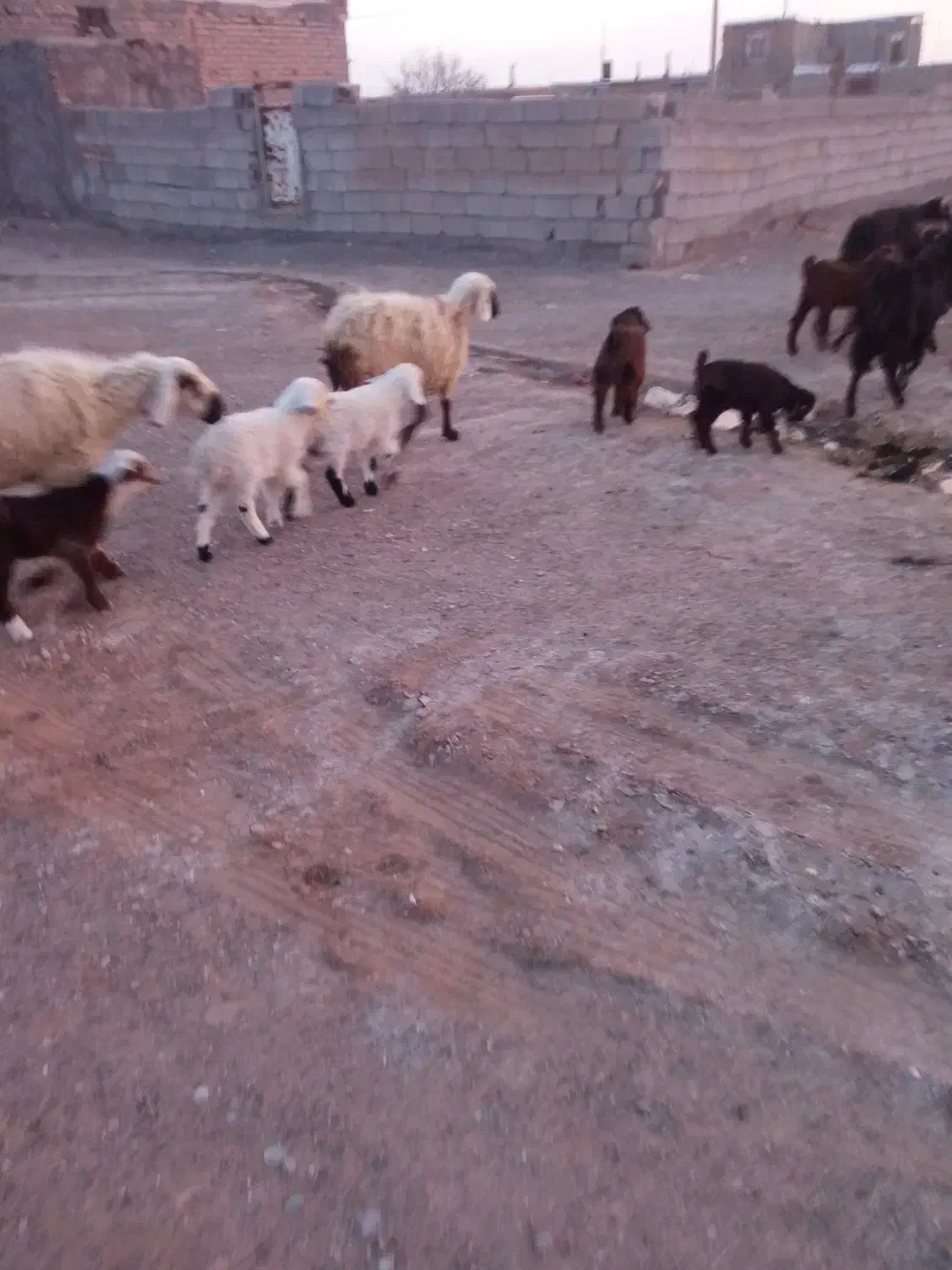 میش جملی|حیوانات مزرعه|زیرکوه, |دیوار