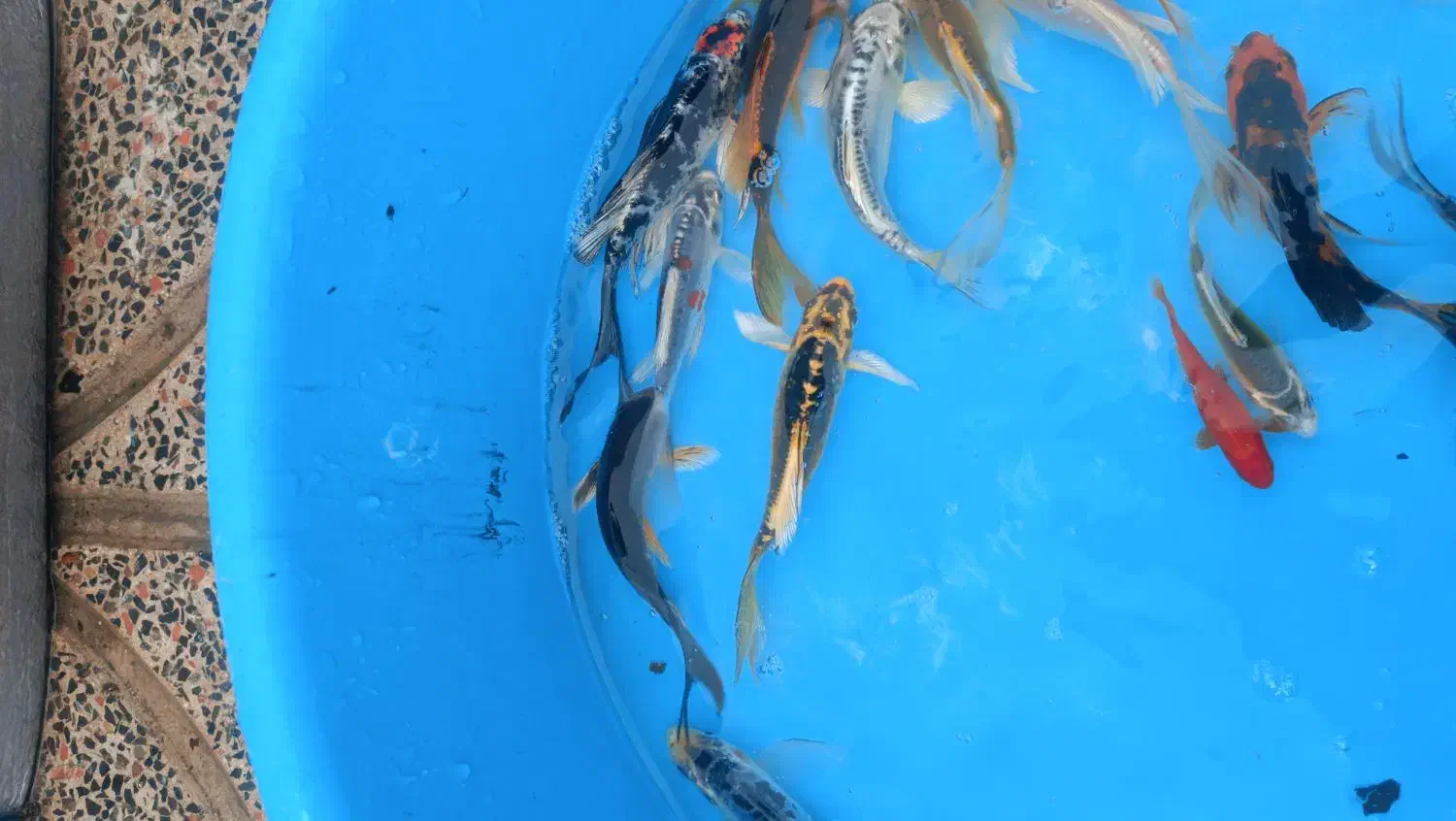 پخش بچه مآهی کُوی یال دار تک رنگ در ایران|ماهی|خمینیشهر, |دیوار