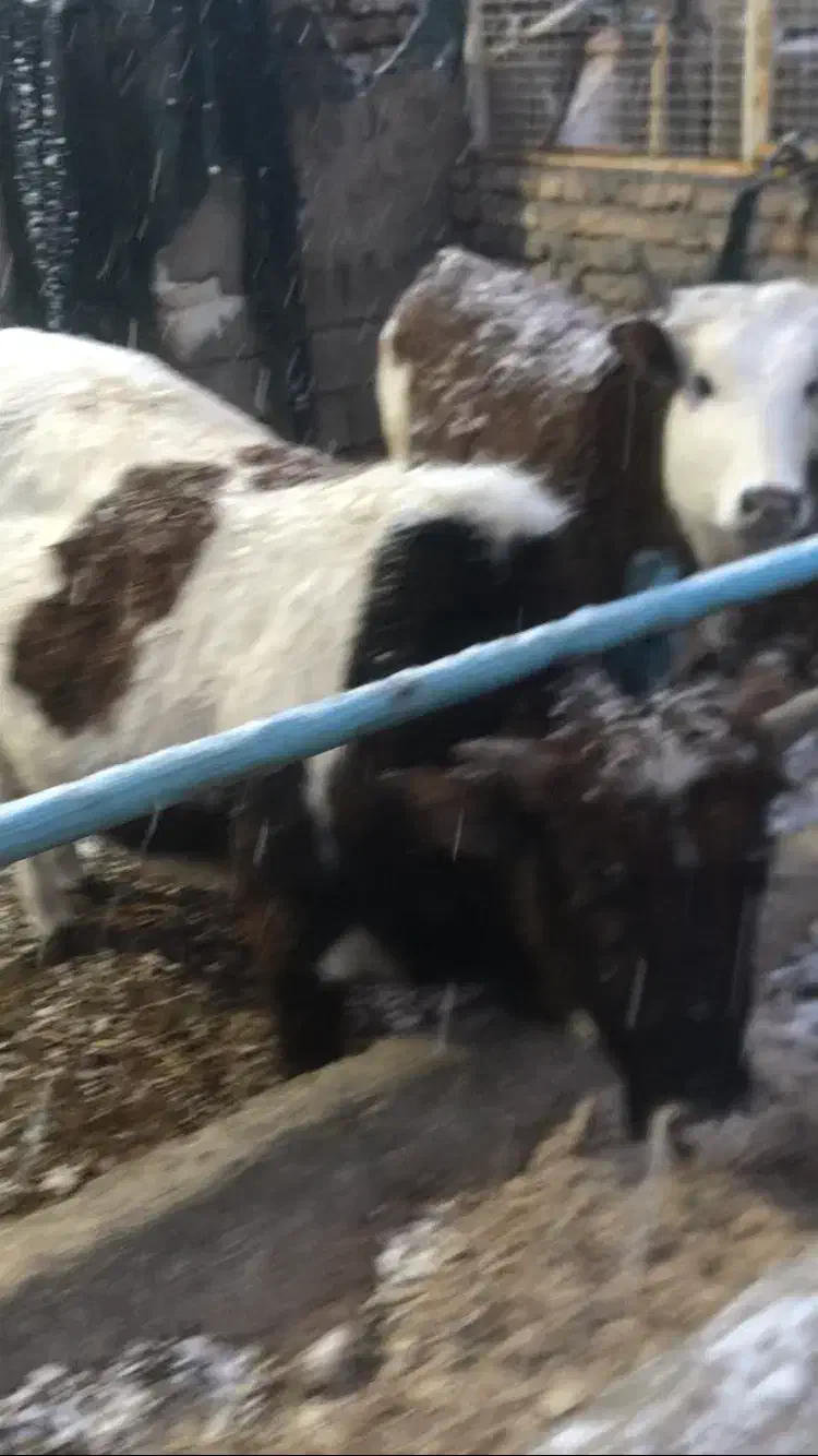 تلیسه چاق|حیوانات مزرعه|چمستان, |دیوار