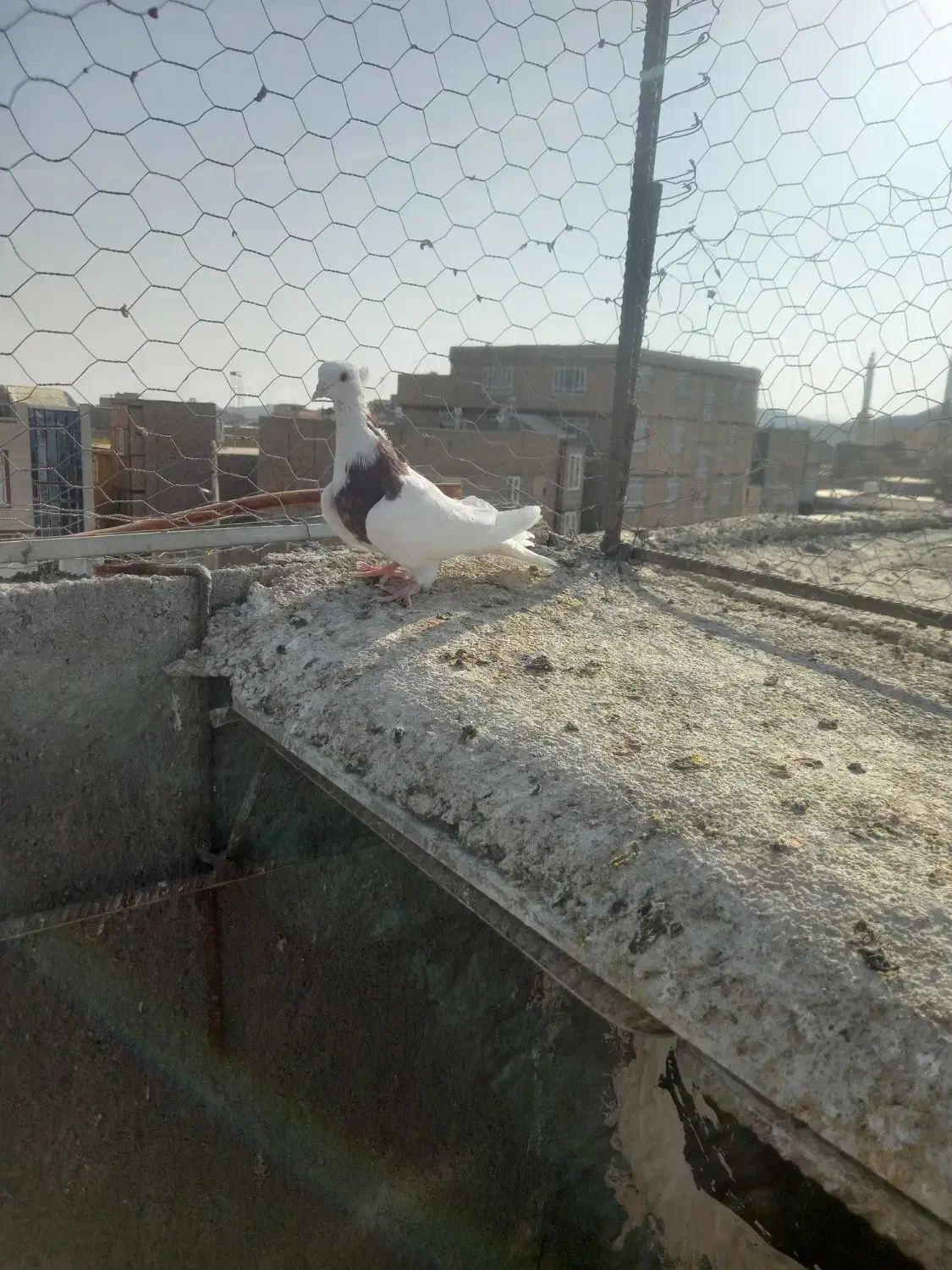 طوقی جوان|پرنده|خواف, |دیوار