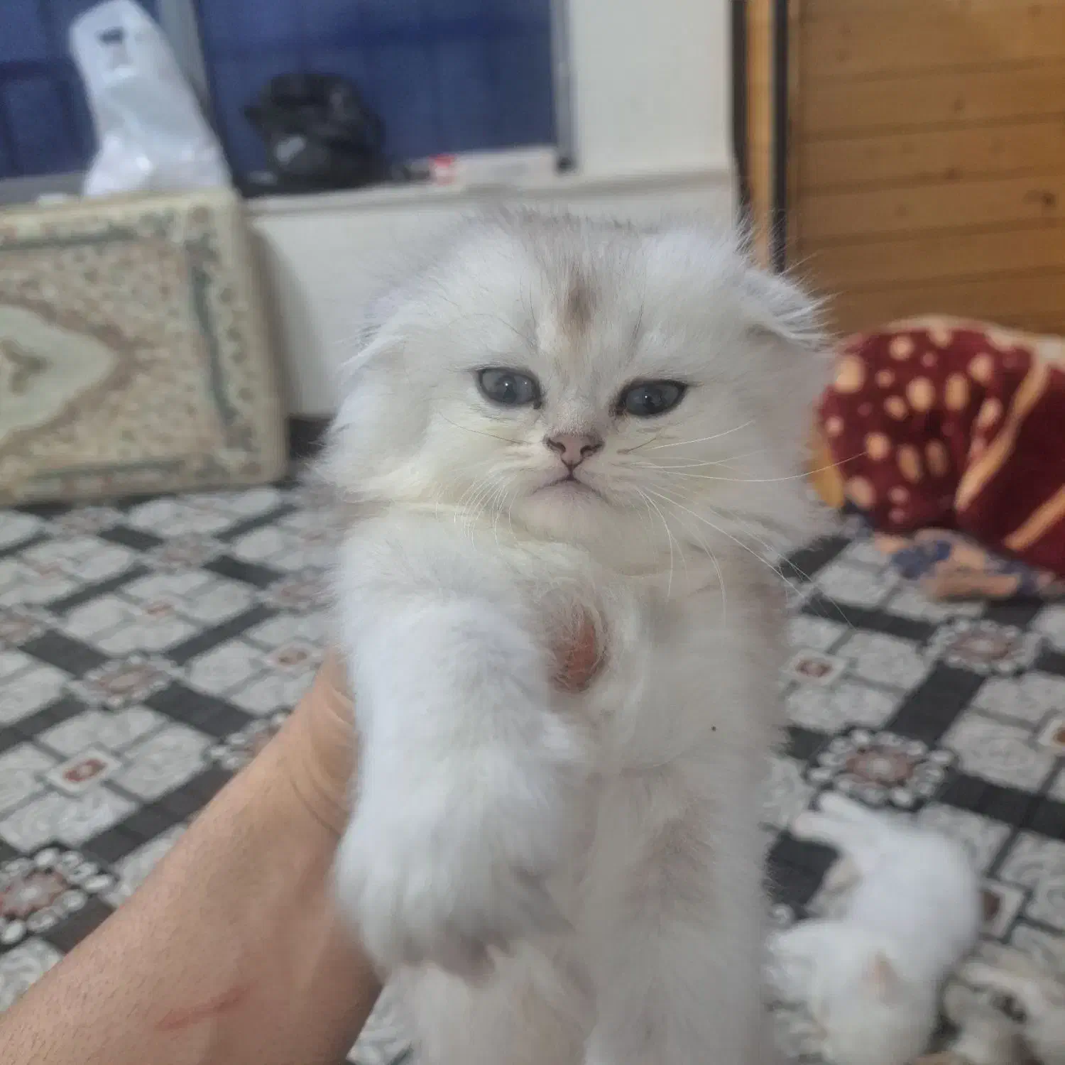 طوله گربه اسکاتیش و بریتیش|گربه|آبادان, |دیوار