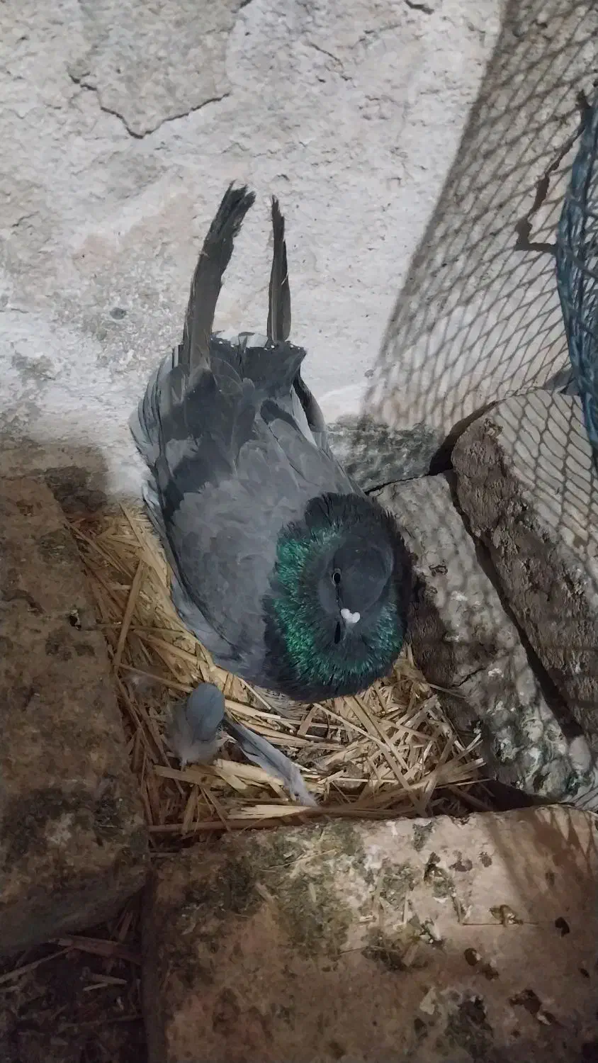 کفتر خوب به شرط|پرنده|شهریار, رزکان|دیوار