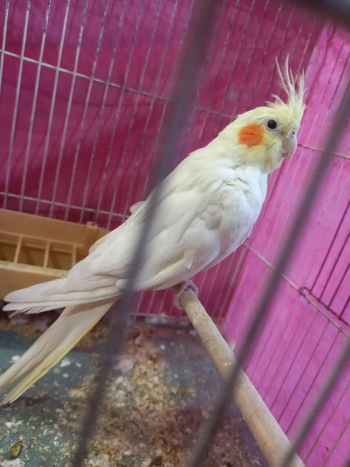 عروس هلندی|پرنده|قم, انصار‌الحسین|دیوار