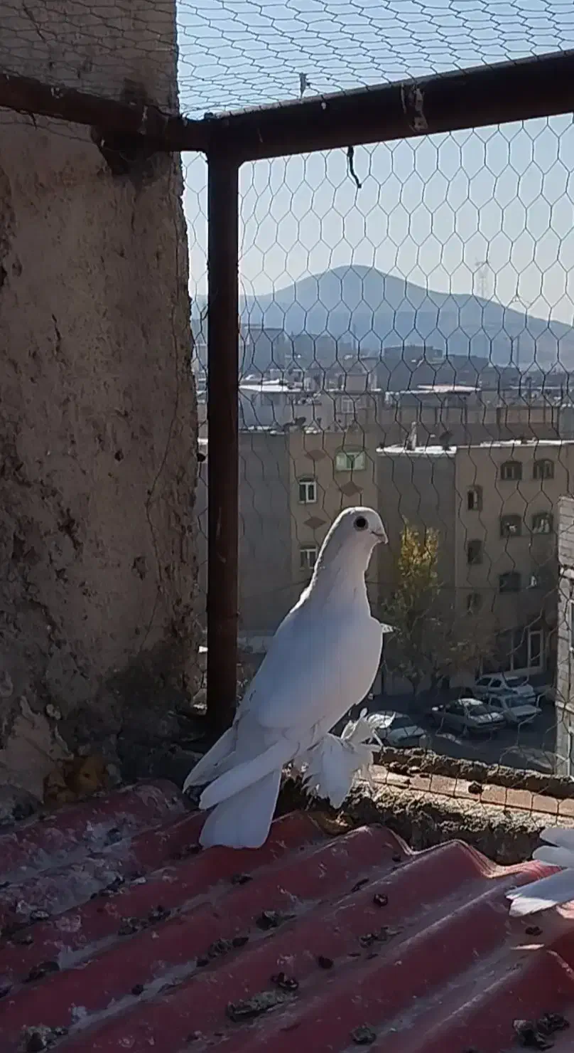 کبوتر|حیوانات|تبریز, |دیوار