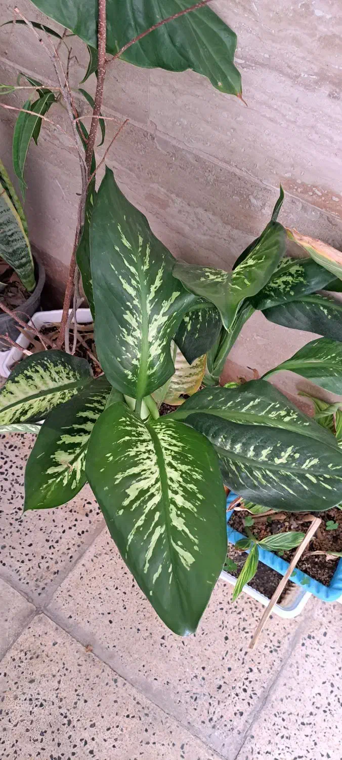 ح ر ا ج گیاهان آپارتمانی|گل و گیاه طبیعی|کرج, بنیاد|دیوار