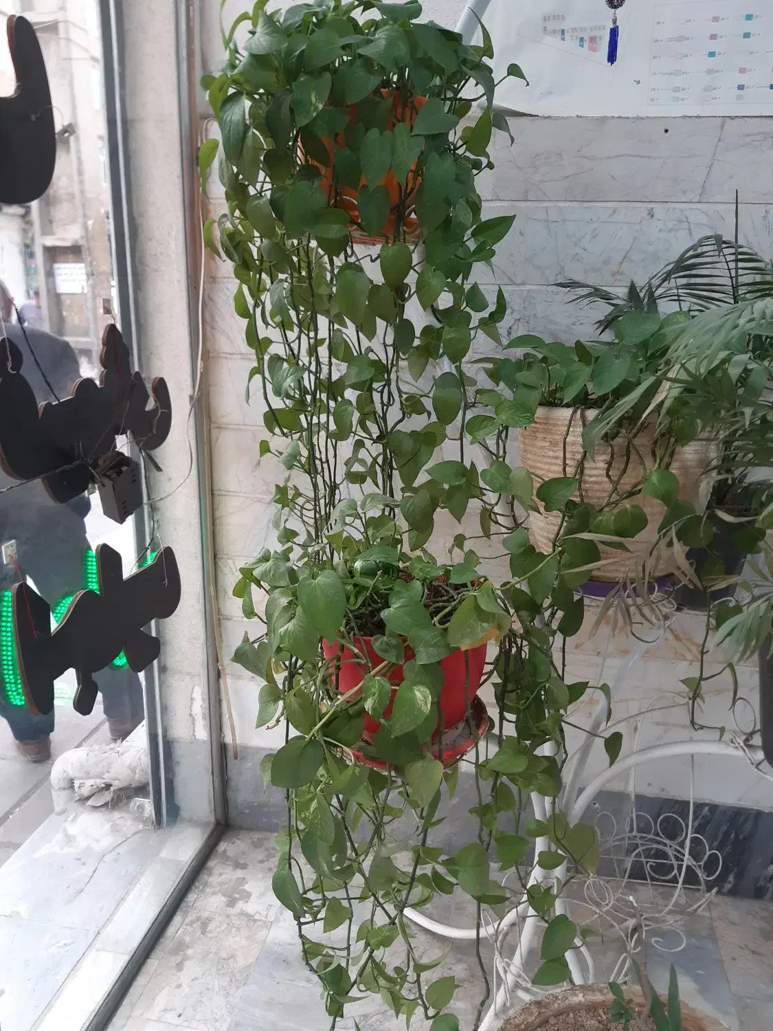 گلدان و پایه فلزی|گل و گیاه طبیعی|پاکدشت, پاکدشت (مامازند)|دیوار