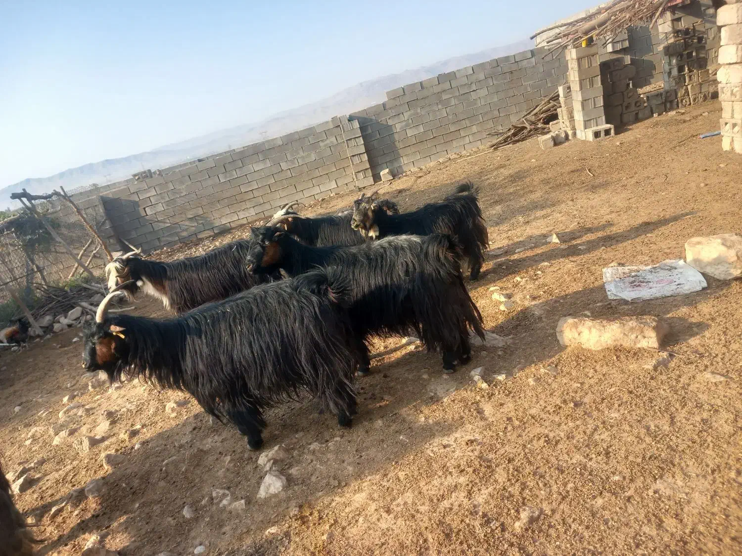 فروش ۸ بز|حیوانات مزرعه|باغ ملک, |دیوار