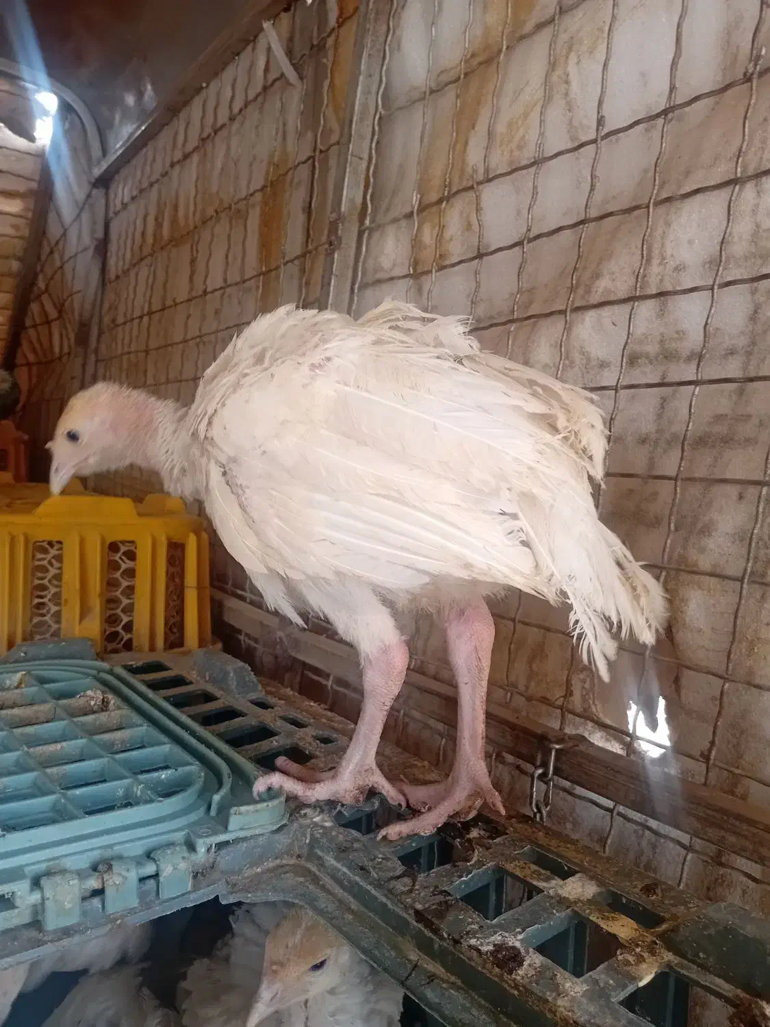 جوجه بوقلمون ۳۳ روزه ارسال رایگان|حیوانات مزرعه|مشهد, میان ولایت|دیوار