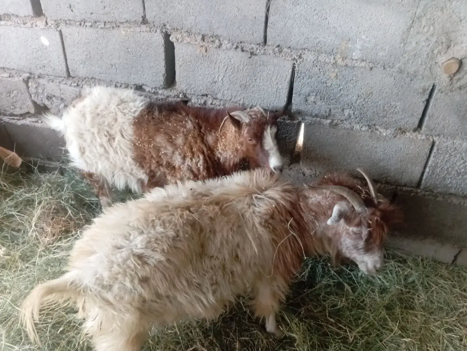 گوسفند اوست|حیوانات مزرعه|نرماشیر, |دیوار