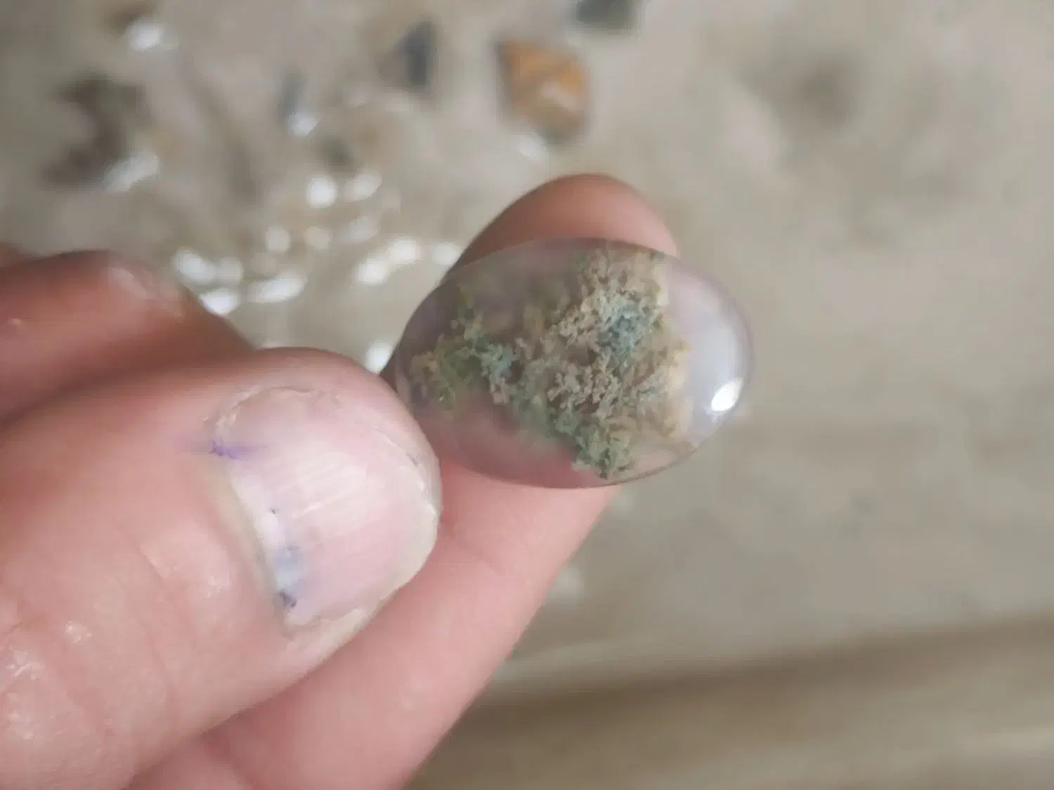 ۵۰عدد شجر پاییزه و بهاره و هفترنگ|جواهرات|شیراز, شهرک بهار|دیوار