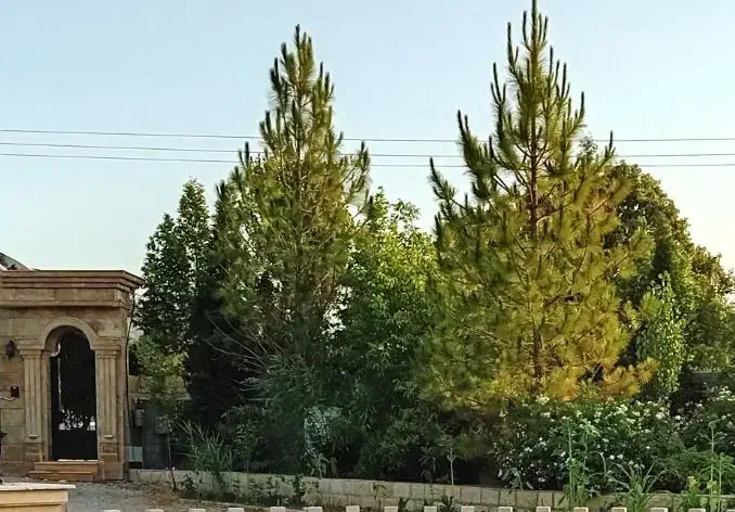 خانم جهت نظافت و اشپزی در خونه|استخدام سرایداری و نظافت|یاسوج, |دیوار