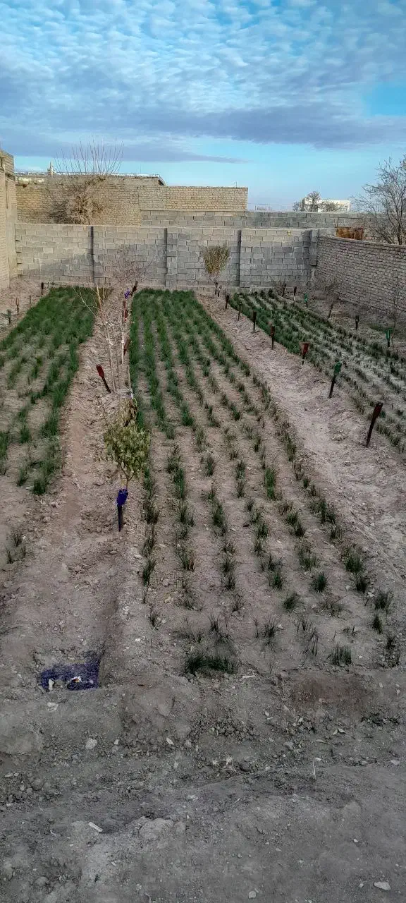 زمین ۳۵۰ متر|فروش زمین و ملک کلنگی|تربت‌حیدریه, بالا ولایت|دیوار