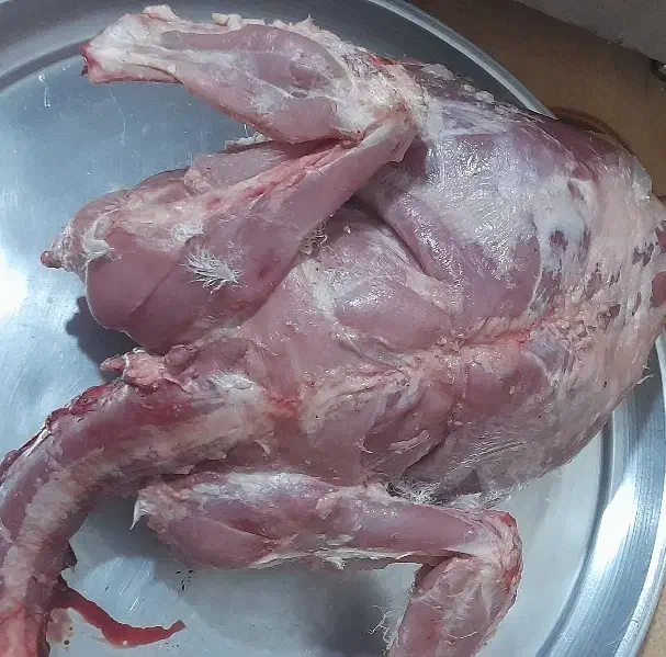 بوقلمون بیوتی|حیوانات مزرعه|بسطام, |دیوار