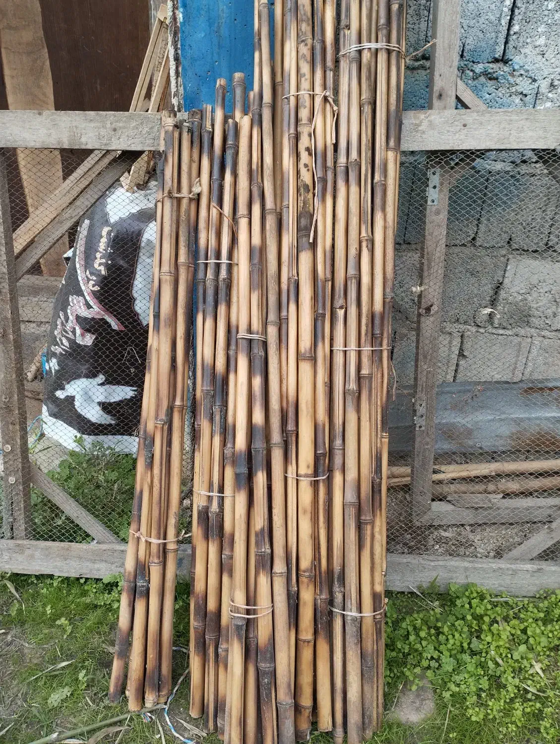 نی خیزران یا بامبو|خدمات باغبانی و درختکاری|املش, |دیوار