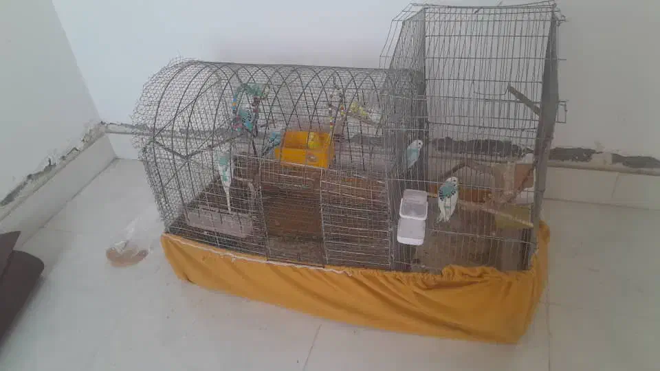 مرغ عشق|پرنده|تخت, |دیوار