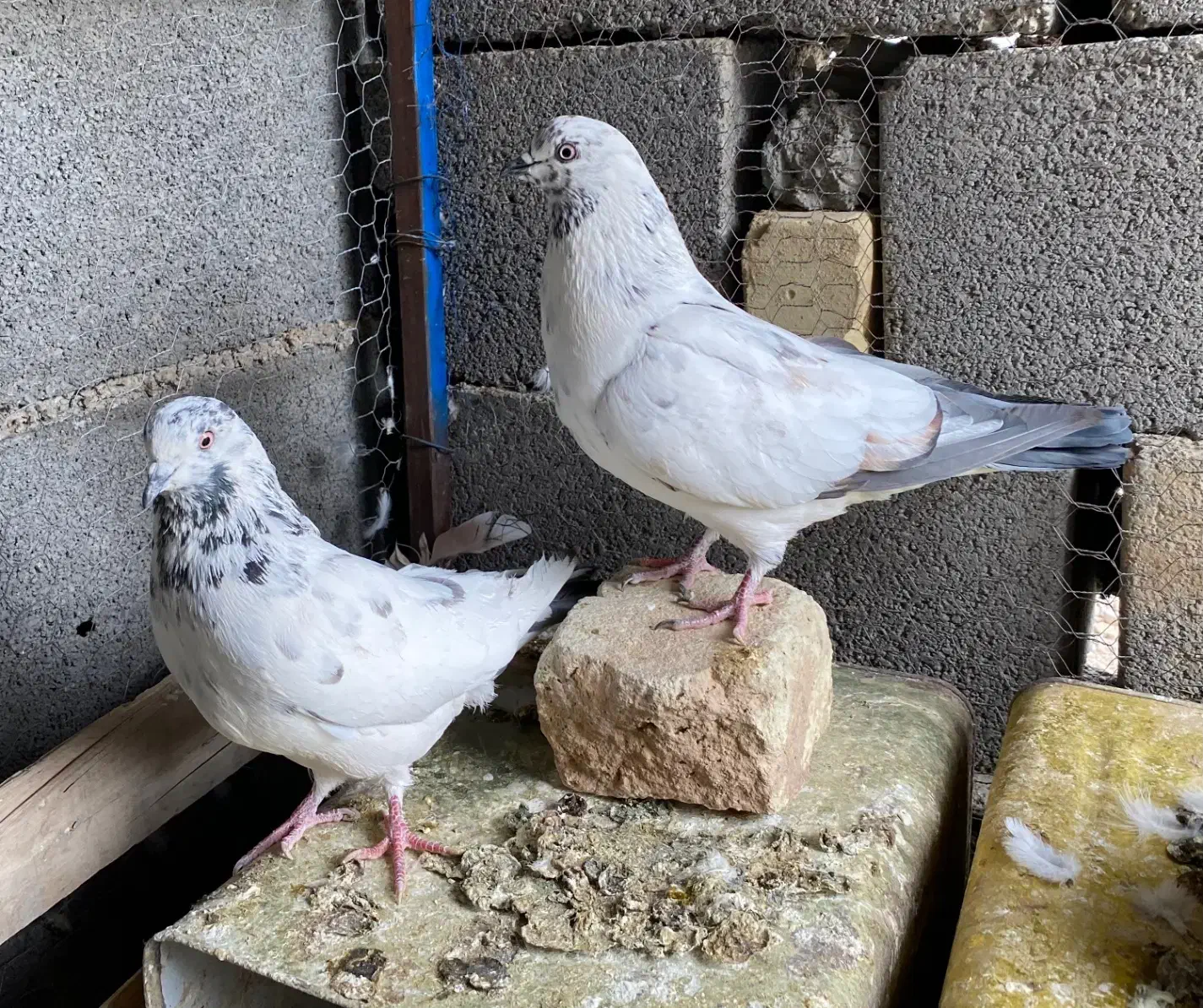 کفتر پرشی|پرنده|مهریز, |دیوار