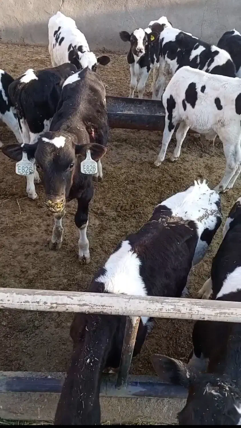 تعداد۱۷ راس گوساله قطع شیر دامداری درجه ۱|حیوانات مزرعه|جعفرآباد, |دیوار