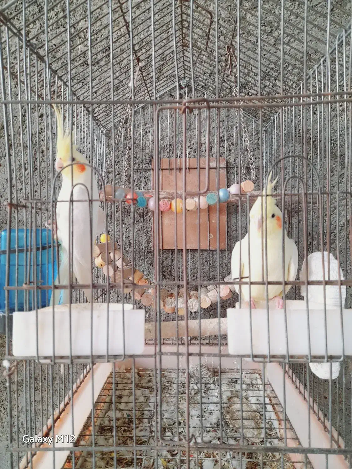 عروس هلندی ومرغ مینا|پرنده|آق قلا, |دیوار