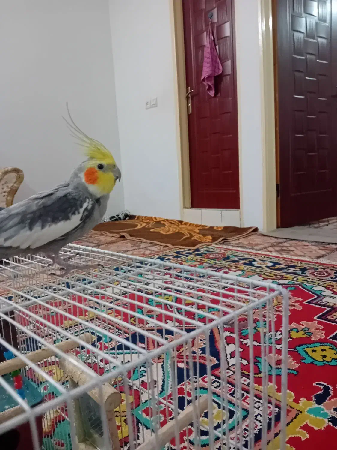 عروس هلندی نرو ماده|پرنده|مشهد, شهرک مهرگان|دیوار