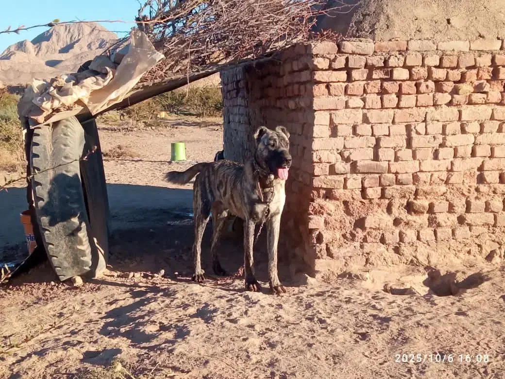 دو عدد دیونه ب فروش میرس|سگ|قائن, |دیوار