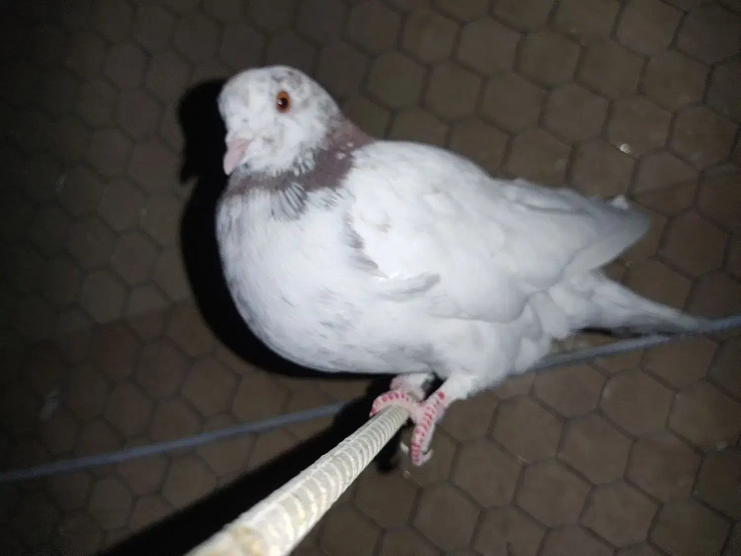 کبوتر|پرنده|ازنا, |دیوار