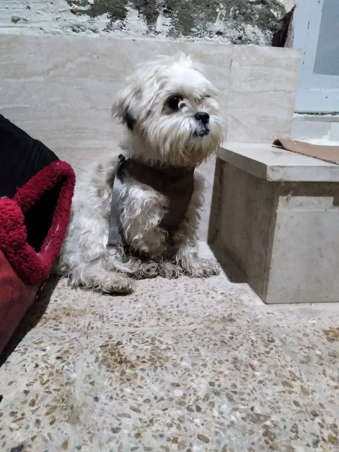 سگ پشمالو ماده|سگ|خرم‌آباد, |دیوار