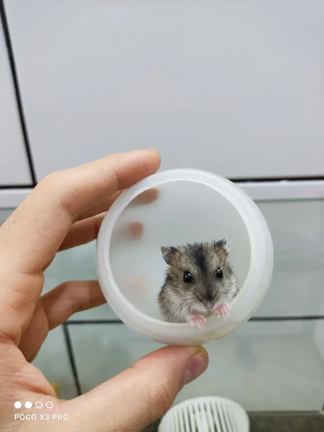 همستر کمپل|موش و خرگوش|ساوه, |دیوار