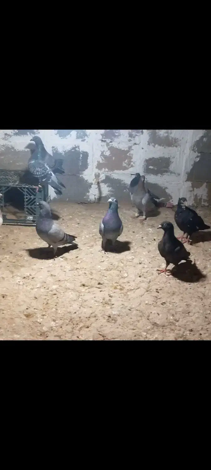 کبوتر|پرنده|ارم, |دیوار