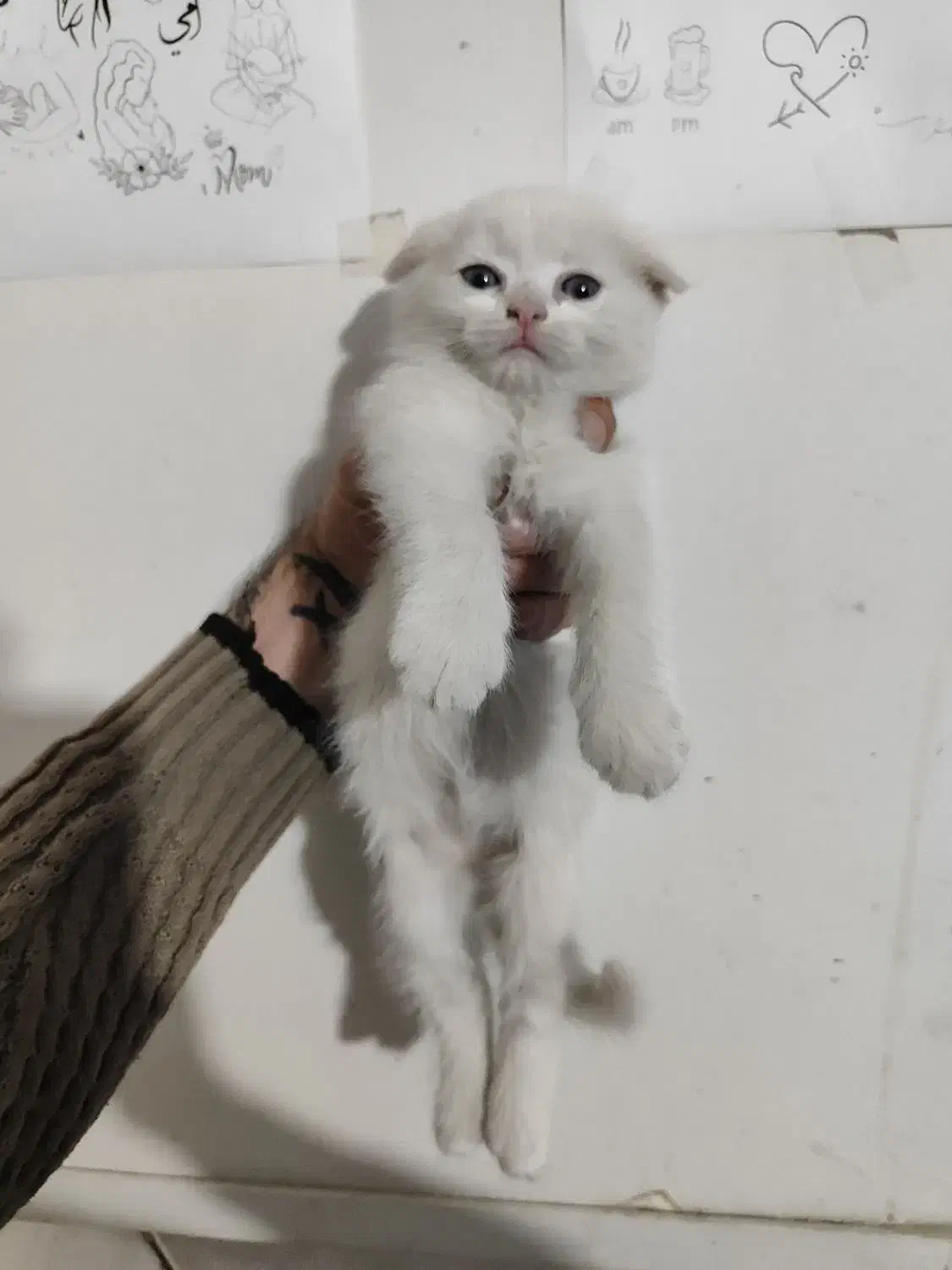 بچه گربه اسکاتیش سیامی|گربه|مشهد, یوسفیه (شهرک غرب)|دیوار