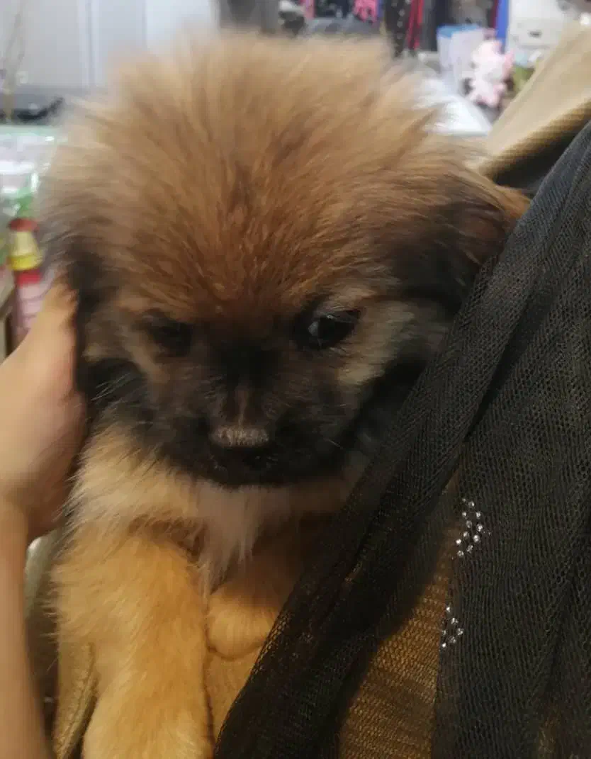 سگ سه ماه .|سگ|ری, دیلمان|دیوار