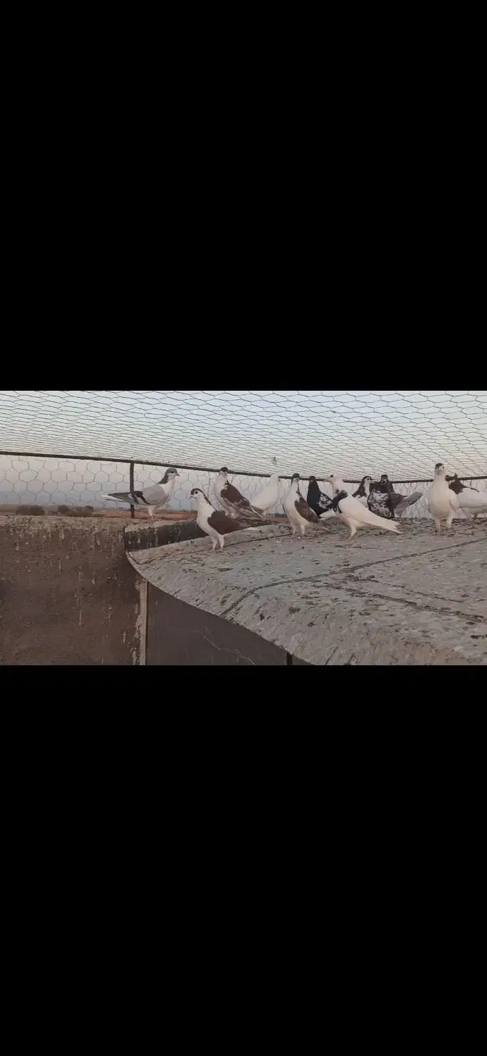 ۳۰ تا کفتر رنگه|پرنده|ششطراز, |دیوار