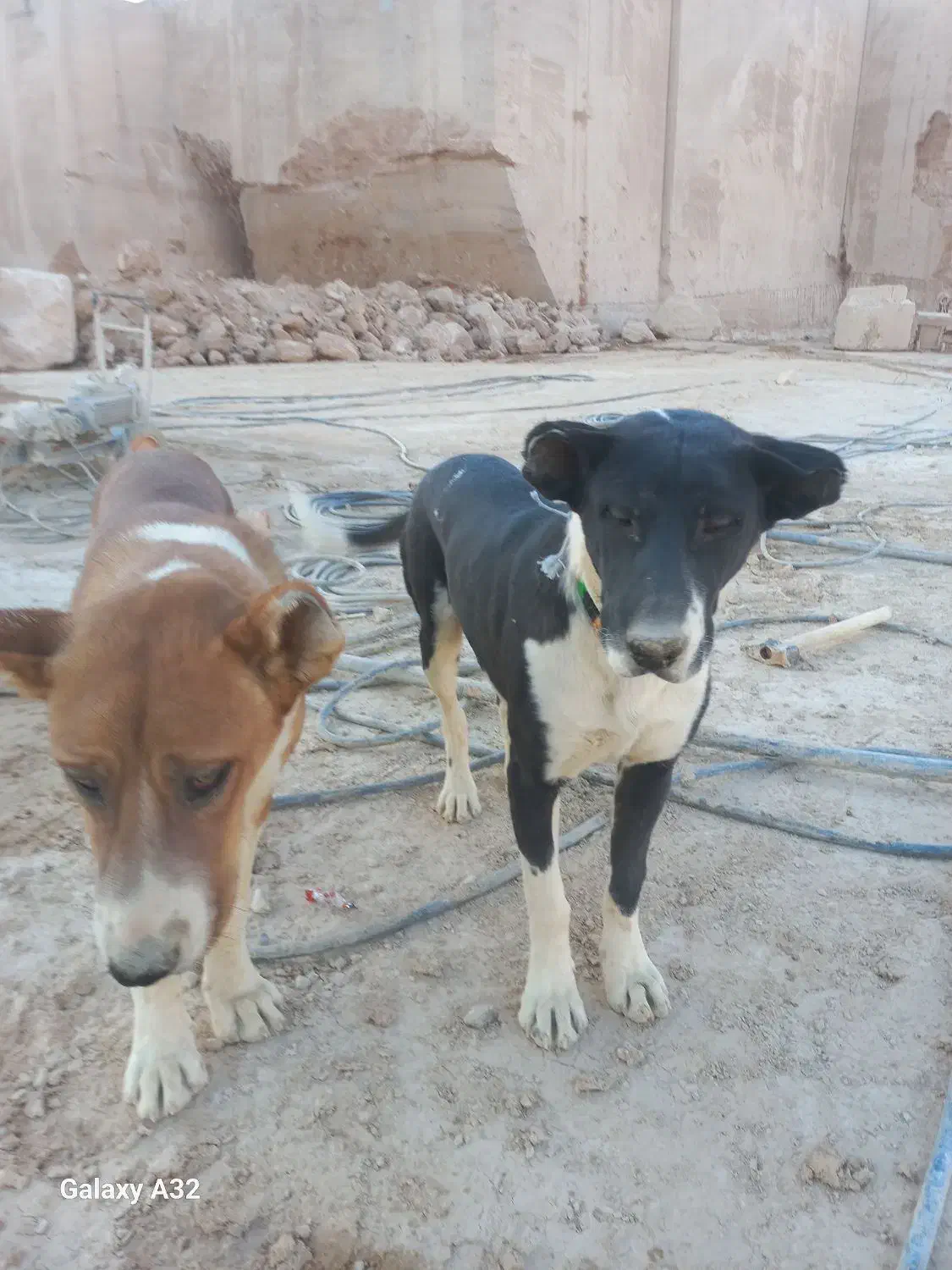 جوفت نر و ۸ ماهه|سگ|محلات, |دیوار