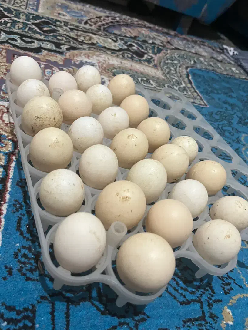 تخم مرغ گوشین تخم اردک مولد زینتی|حیوانات مزرعه|صومعهسرا, |دیوار