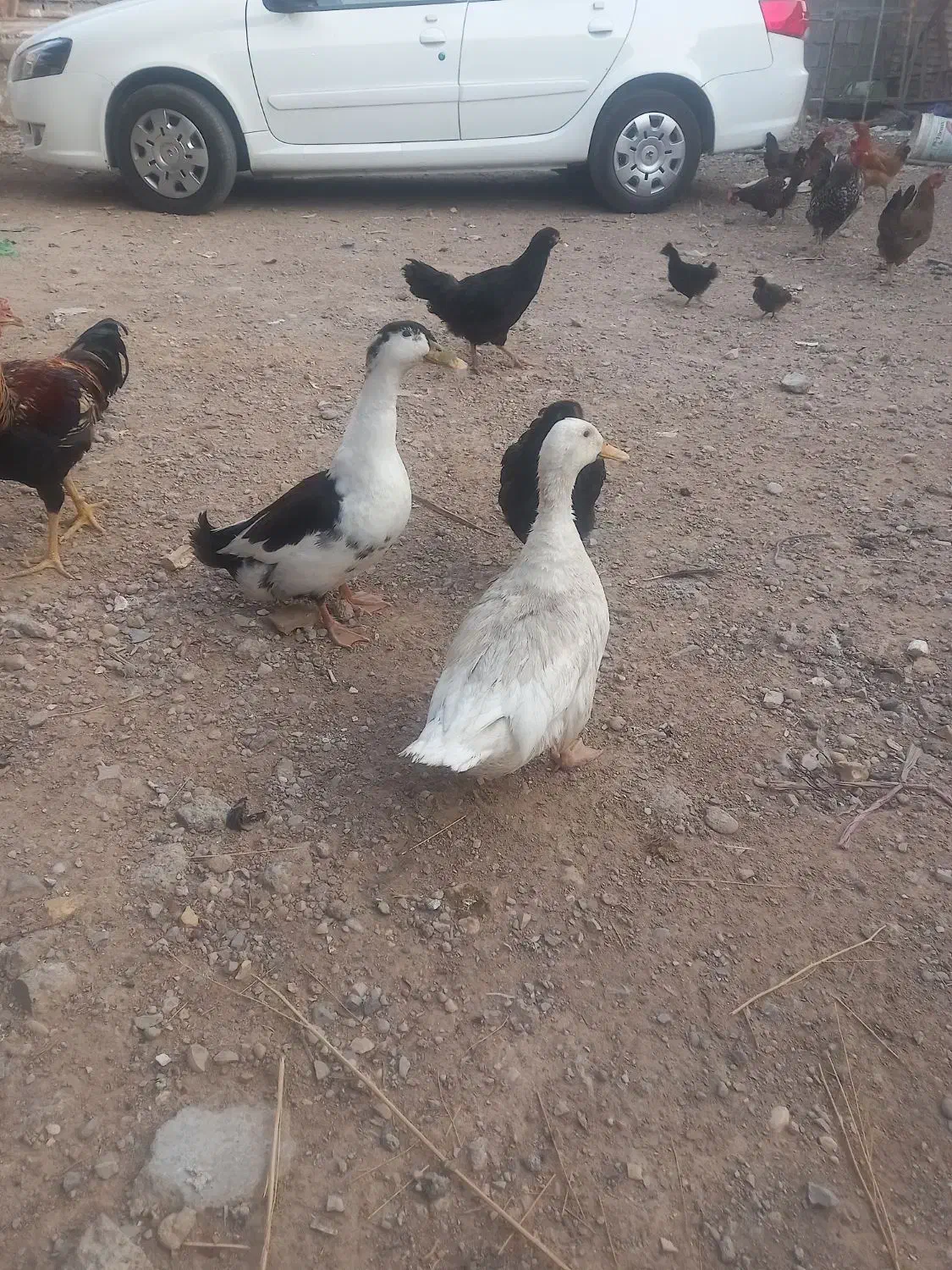 جفت اردک|حیوانات مزرعه|شوشتر, |دیوار