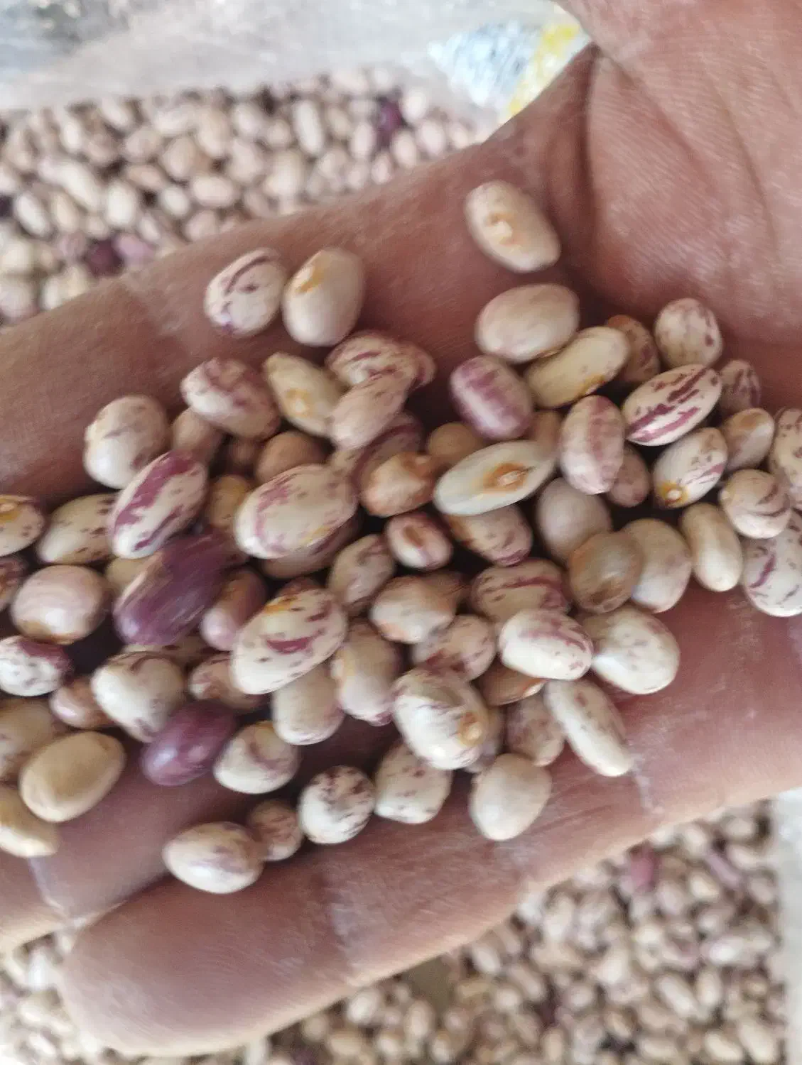 نخود ولوبیا چیتی گرد و عدس محلی درجه یک و عالی|عمدهفروشی|الیگودرز, |دیوار