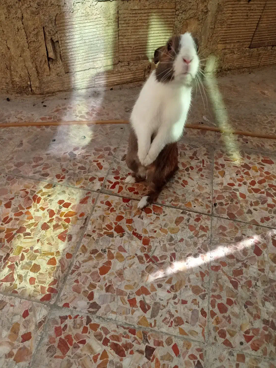 خرگوش|موش و خرگوش|ایذه, |دیوار